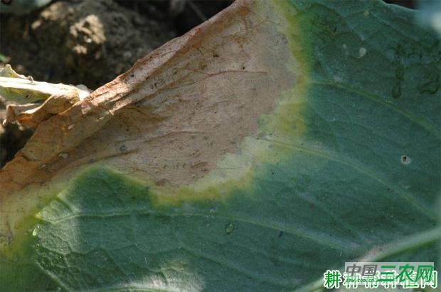 芥蓝黑腐病如何防治? 芥蓝黑腐病如何防治?