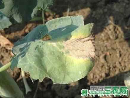 芥蓝黑腐病如何防治? 芥蓝黑腐病如何防治?