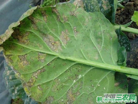 芥蓝病毒病如何防治？