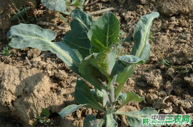 芥蓝病毒病如何防治？