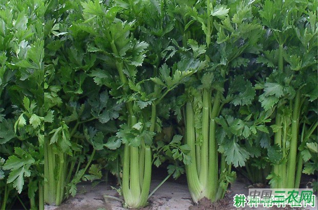 芹菜有哪些药用价值？