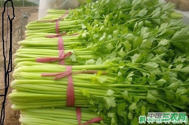 芹菜有哪些药用价值？