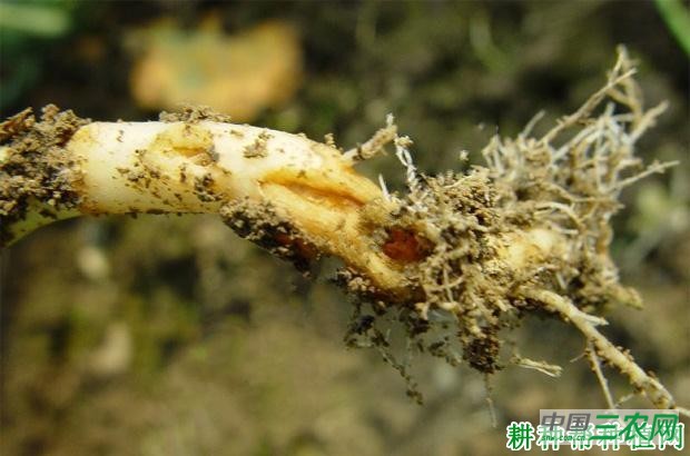 甘蓝黑根病如何防治？