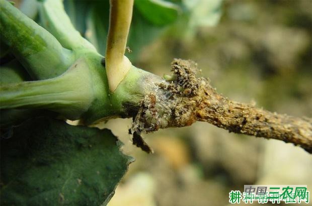 甘蓝黑根病如何防治？