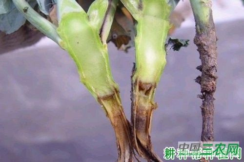 甘蓝黑根病如何防治？