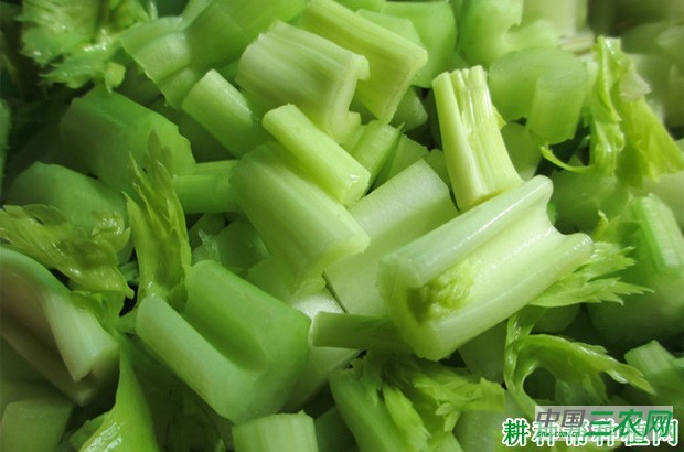 芹菜和西芹有什么区别？