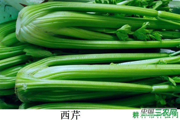 芹菜和西芹有什么区别？