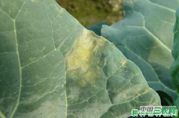 甘蓝霜霉病如何防治？