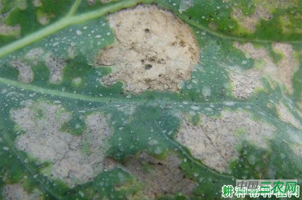 甘蓝霜霉病如何防治？