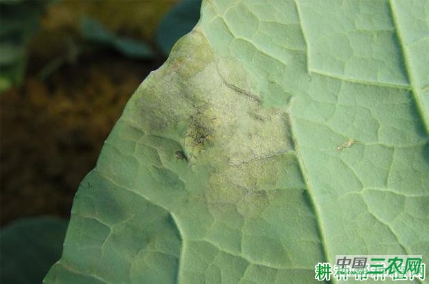 甘蓝霜霉病如何防治？