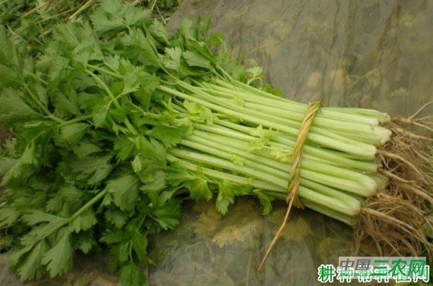 芹菜和西芹有什么区别？