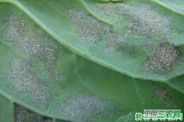 甘蓝霜霉病如何防治？