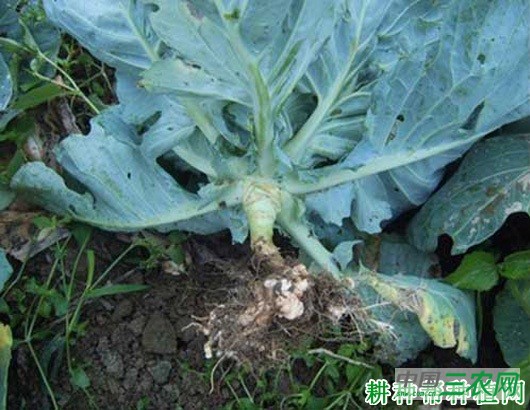 甘蓝根肿病如何防治? 甘蓝根肿病如何防治?