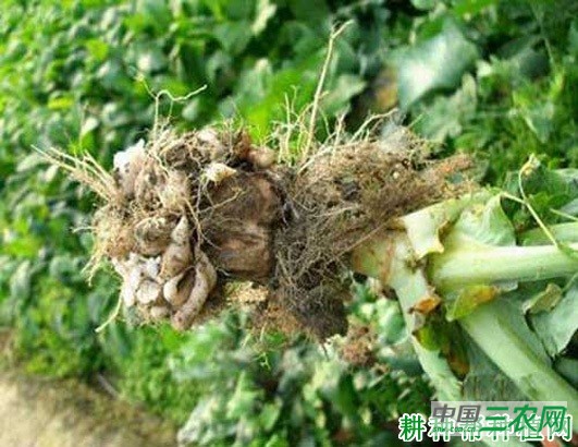 甘蓝根肿病如何防治? 甘蓝根肿病如何防治?