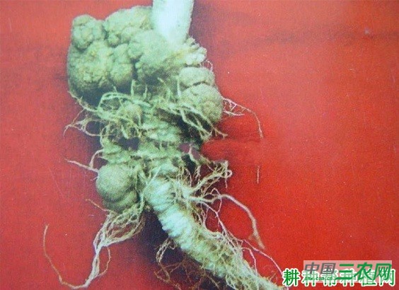 甘蓝根肿病如何防治? 甘蓝根肿病如何防治?