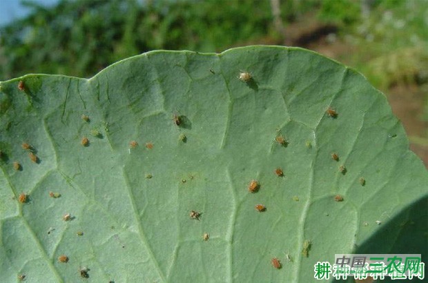 如何防治甘蓝蚜？