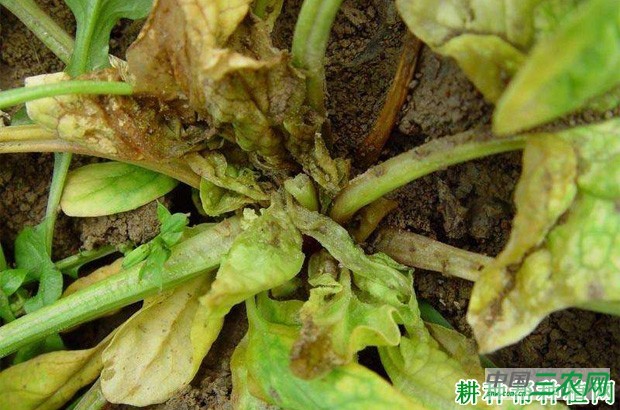 菠菜灰霉病如何防治? 菠菜灰霉病如何防治?