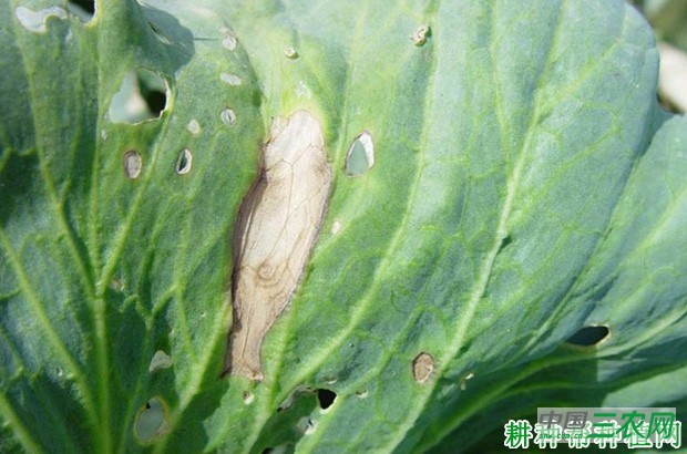 甘蓝黑斑病如何防治? 甘蓝黑斑病如何防治?