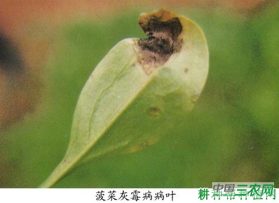 菠菜灰霉病如何防治? 菠菜灰霉病如何防治?