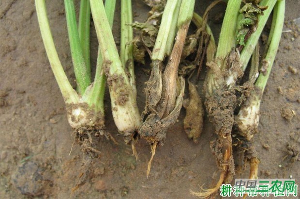 芹菜为什么不能连作? 芹菜为什么不能连作?