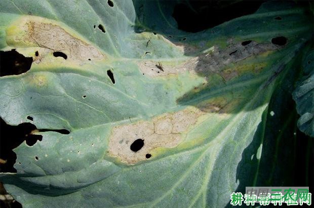 甘蓝黑斑病如何防治? 甘蓝黑斑病如何防治?