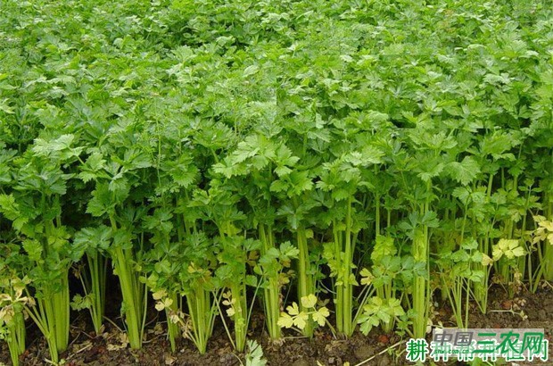 芹菜为什么不能连作? 芹菜为什么不能连作?