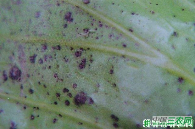 甘蓝黑斑病如何防治? 甘蓝黑斑病如何防治?