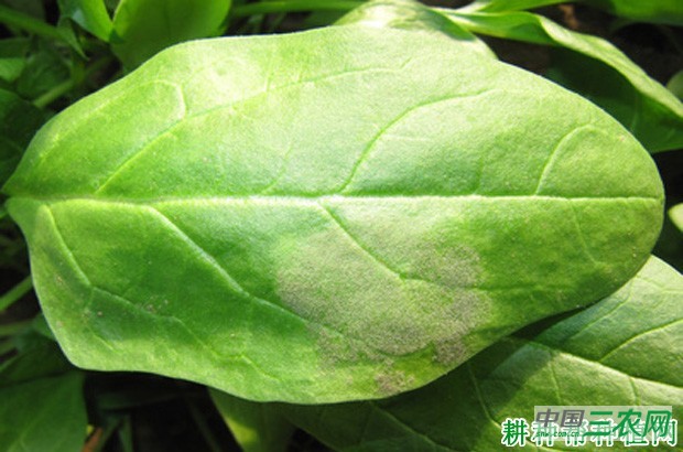 菠菜灰霉病如何防治? 菠菜灰霉病如何防治?