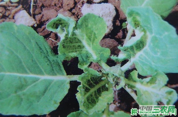 甘蓝病毒病如何防治？