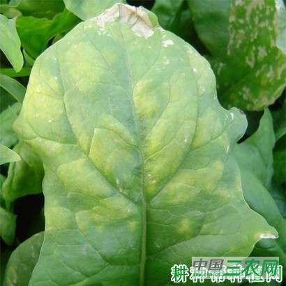 菠菜霜霉病如何防治? 菠菜霜霉病如何防治?