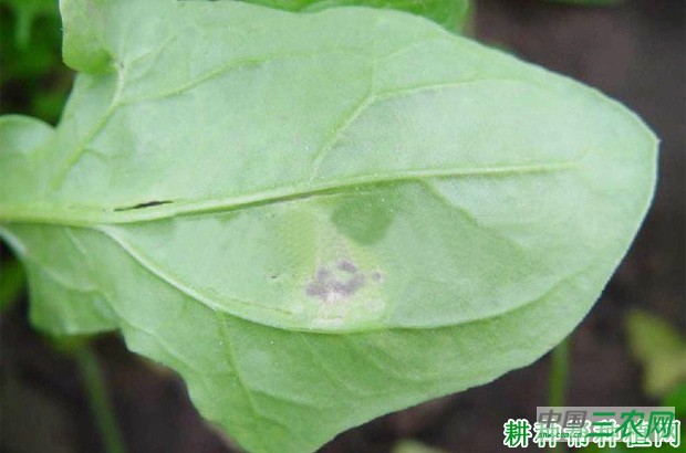 菠菜霜霉病如何防治? 菠菜霜霉病如何防治?