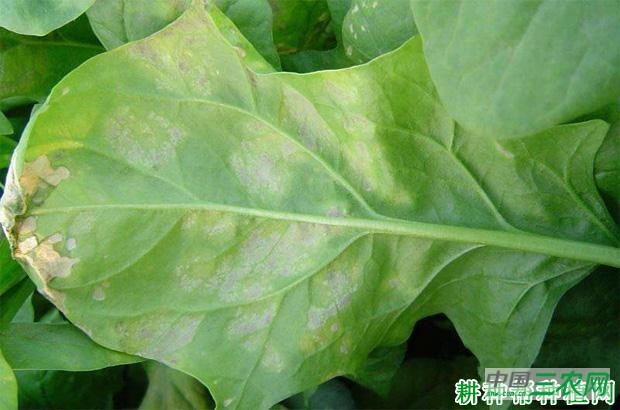 菠菜霜霉病如何防治? 菠菜霜霉病如何防治?