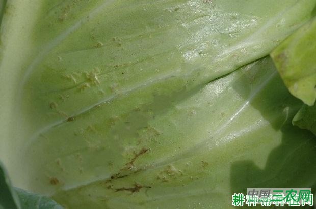 甘蓝水肿病如何防治？