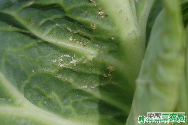 甘蓝水肿病如何防治？