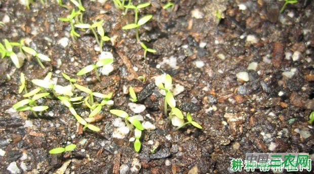 芹菜苗期如何管理？