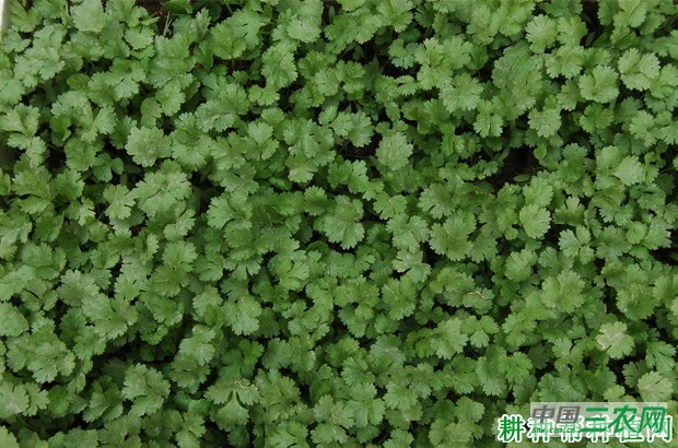 芹菜苗期如何管理？