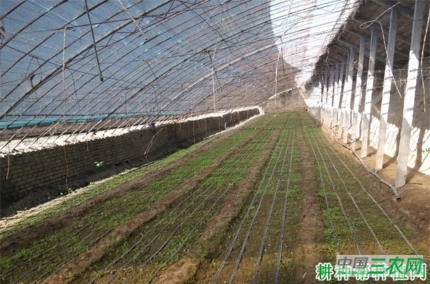 芹菜苗期如何管理？