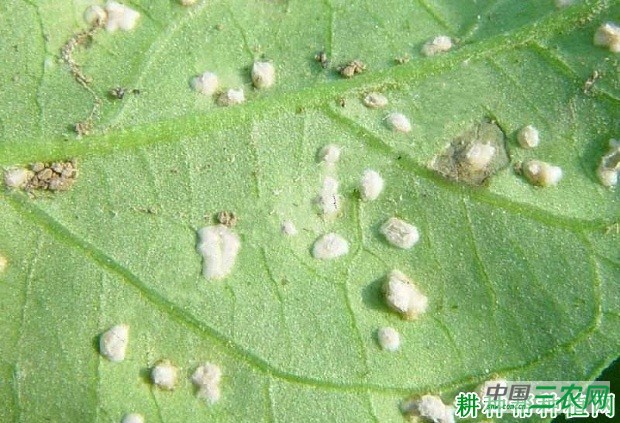 菠菜白锈病如何防治？