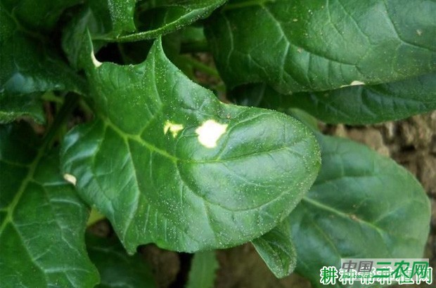 菠菜叶斑病如何防治？