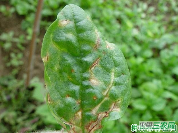 菠菜叶斑病如何防治？