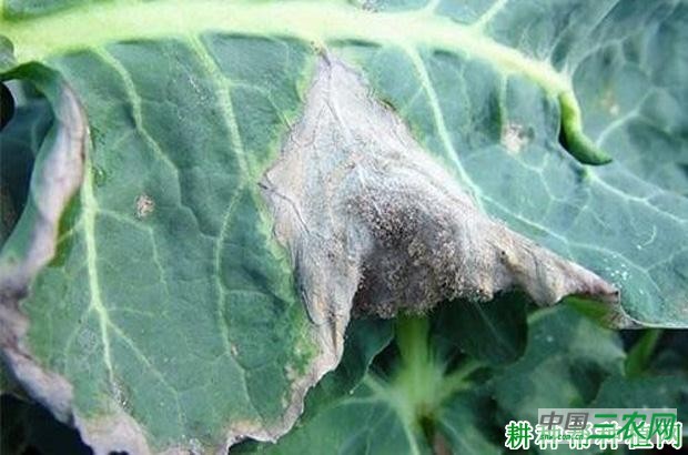 甘蓝灰霉病如何防治? 甘蓝灰霉病如何防治?