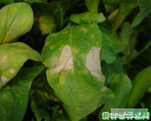 菠菜叶斑病如何防治？