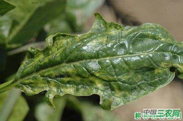 菠菜病毒病如何防治？