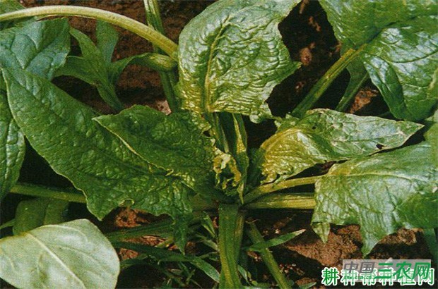 菠菜病毒病如何防治？