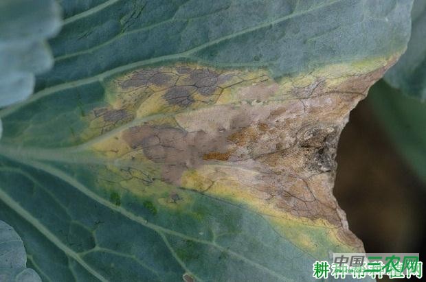 甘蓝黑腐病如何防治? 甘蓝黑腐病如何防治?