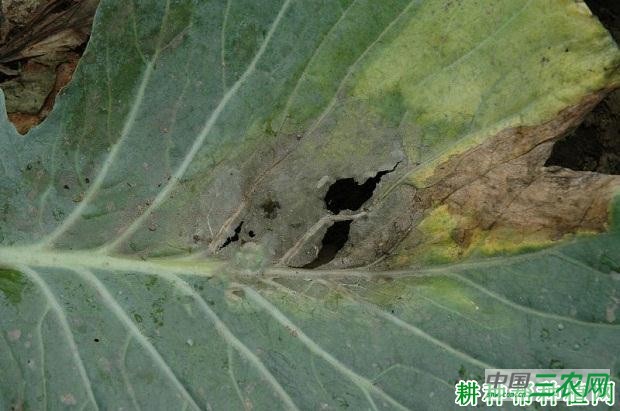 甘蓝黑腐病如何防治? 甘蓝黑腐病如何防治?
