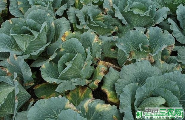 甘蓝黑腐病如何防治? 甘蓝黑腐病如何防治?