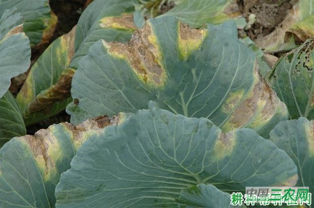 甘蓝黑腐病如何防治? 甘蓝黑腐病如何防治?
