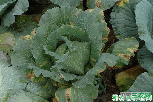 甘蓝黑腐病如何防治? 甘蓝黑腐病如何防治?
