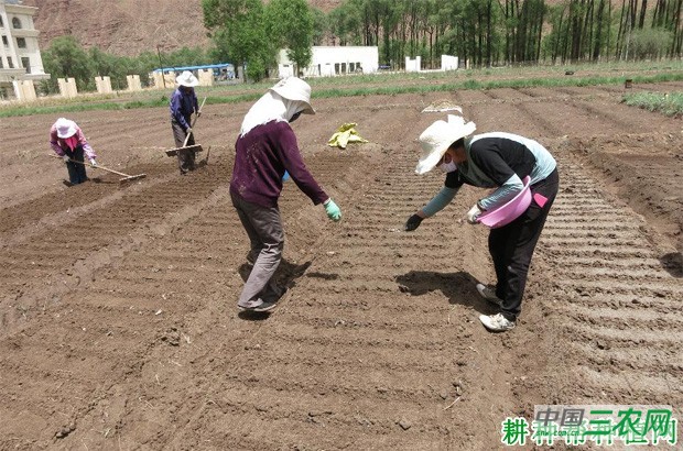 芹菜种子如何播种？